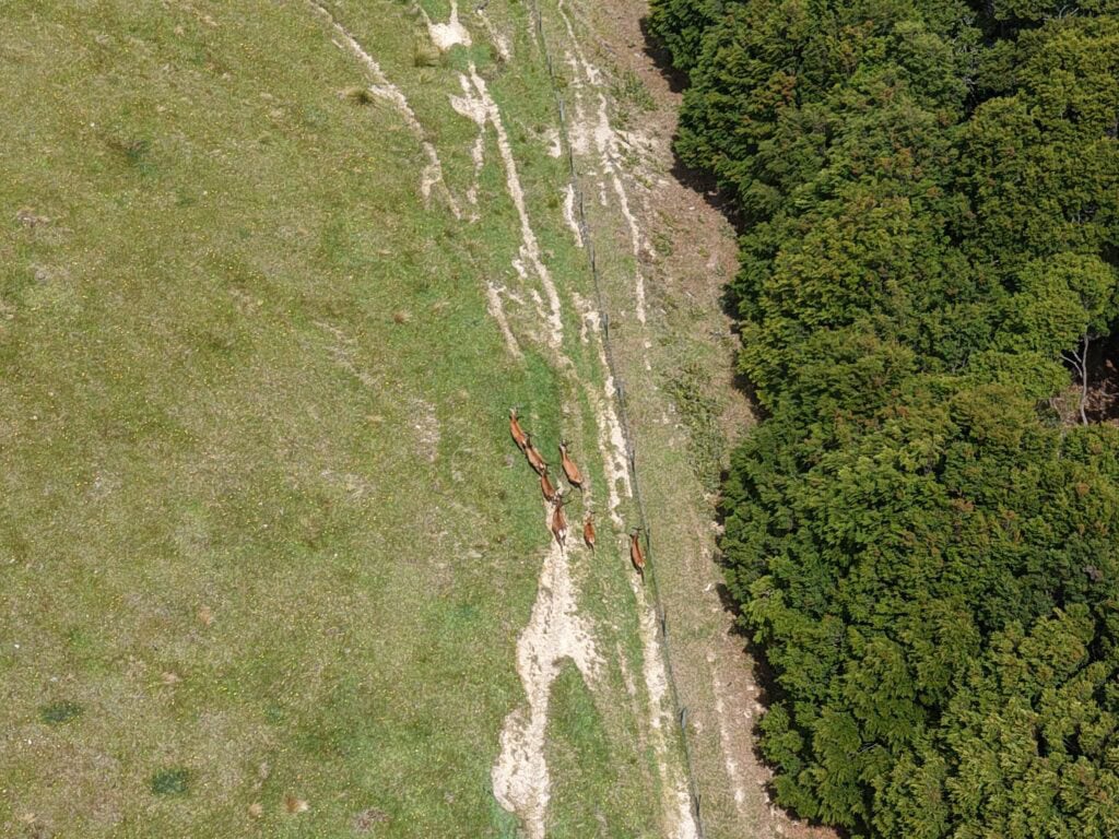 Drone shot of deer